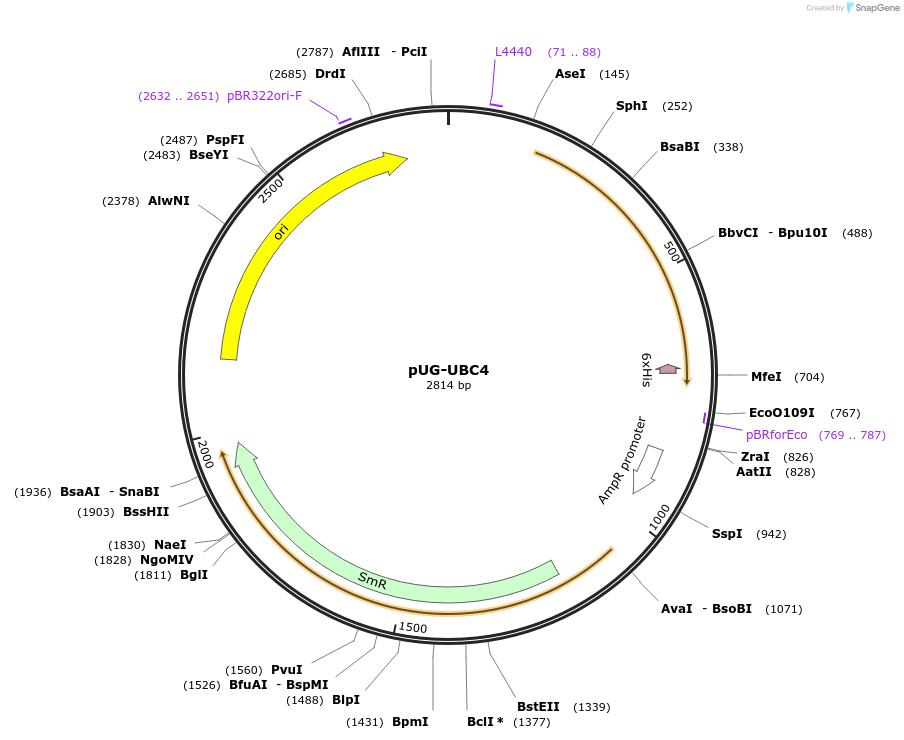 104668-plasmid-map-sequence-id-205774