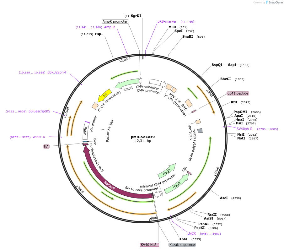 105998-plasmid-map-sequence-id-205781
