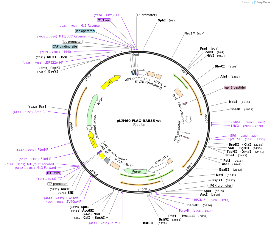 107104-plasmid-map-sequence-id-205812