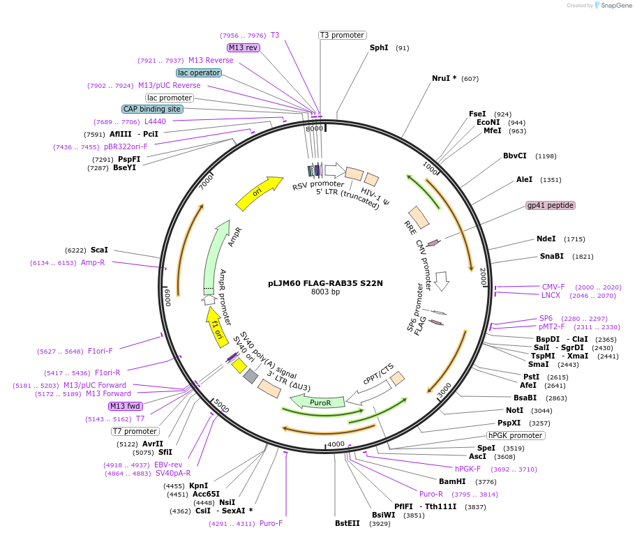 107106-plasmid-map-sequence-id-205813