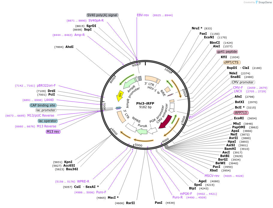106296-plasmid-map-sequence-id-205815