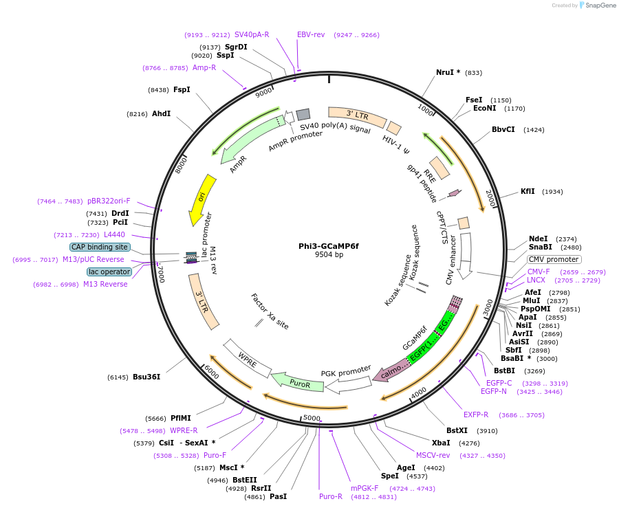 106298-plasmid-map-sequence-id-205817
