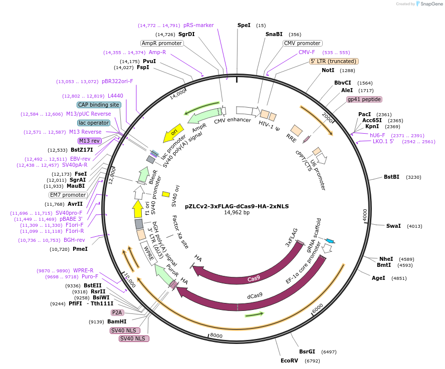 106357-plasmid-map-sequence-id-205820