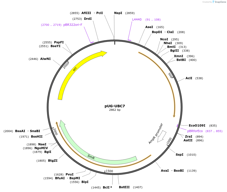 104672-plasmid-map-sequence-id-205833