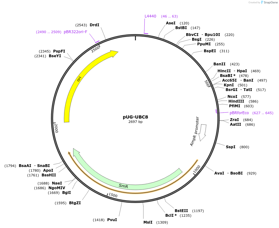 104673-plasmid-map-sequence-id-205835