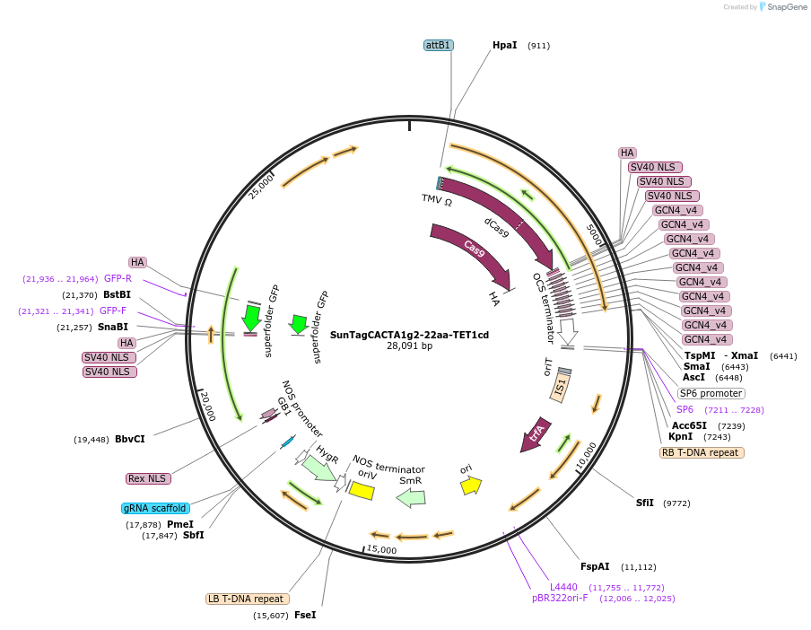 106437-plasmid-map-sequence-id-205837