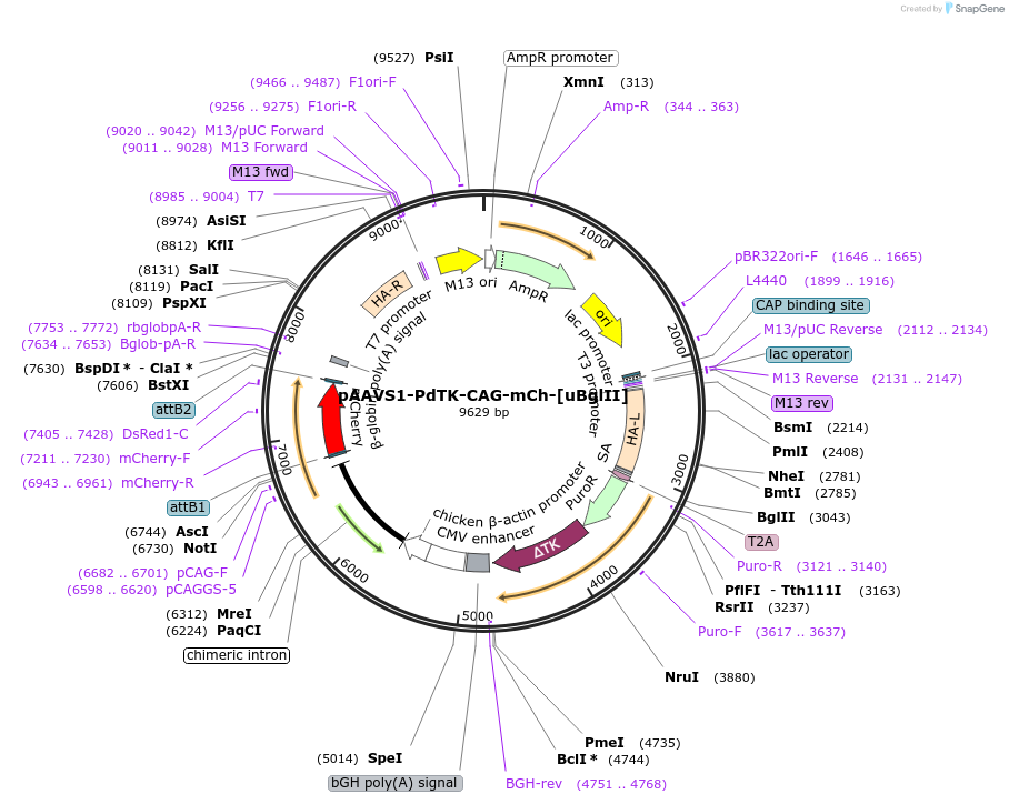107280-plasmid-map-sequence-id-205849