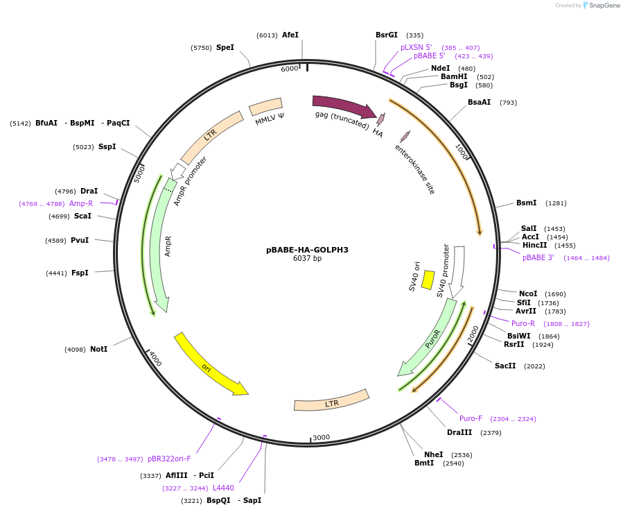 21687-plasmid-map-sequence-id-205854