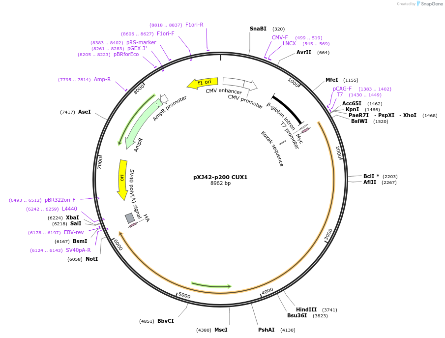 100813-plasmid-map-sequence-id-205855