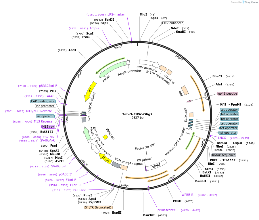30131-plasmid-map-sequence-id-205856