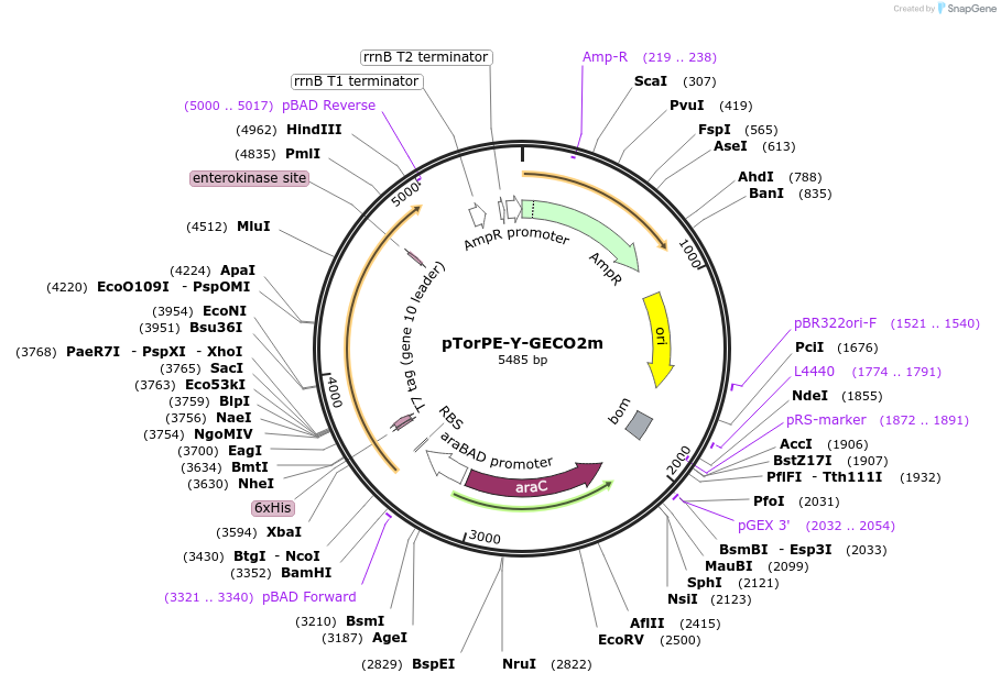 105066-plasmid-map-sequence-id-205943