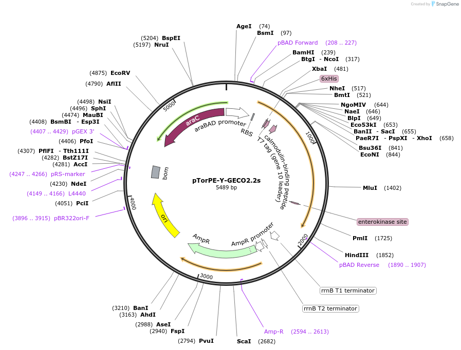 105069-plasmid-map-sequence-id-205944