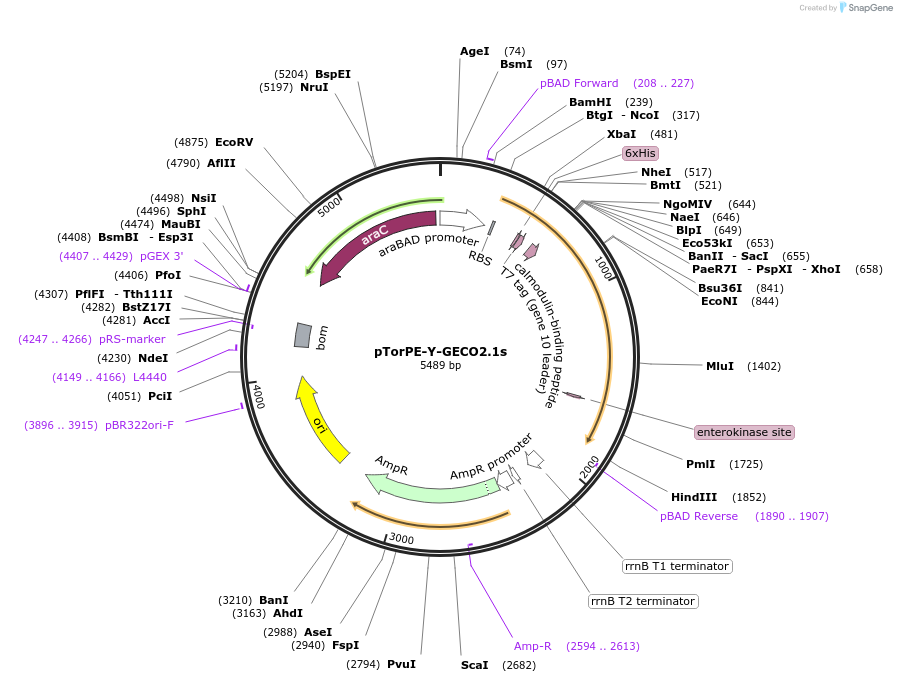 105068-plasmid-map-sequence-id-205946