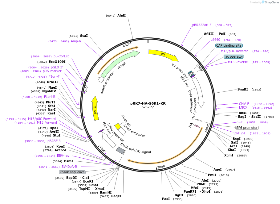 8985-plasmid-map-sequence-id-205959