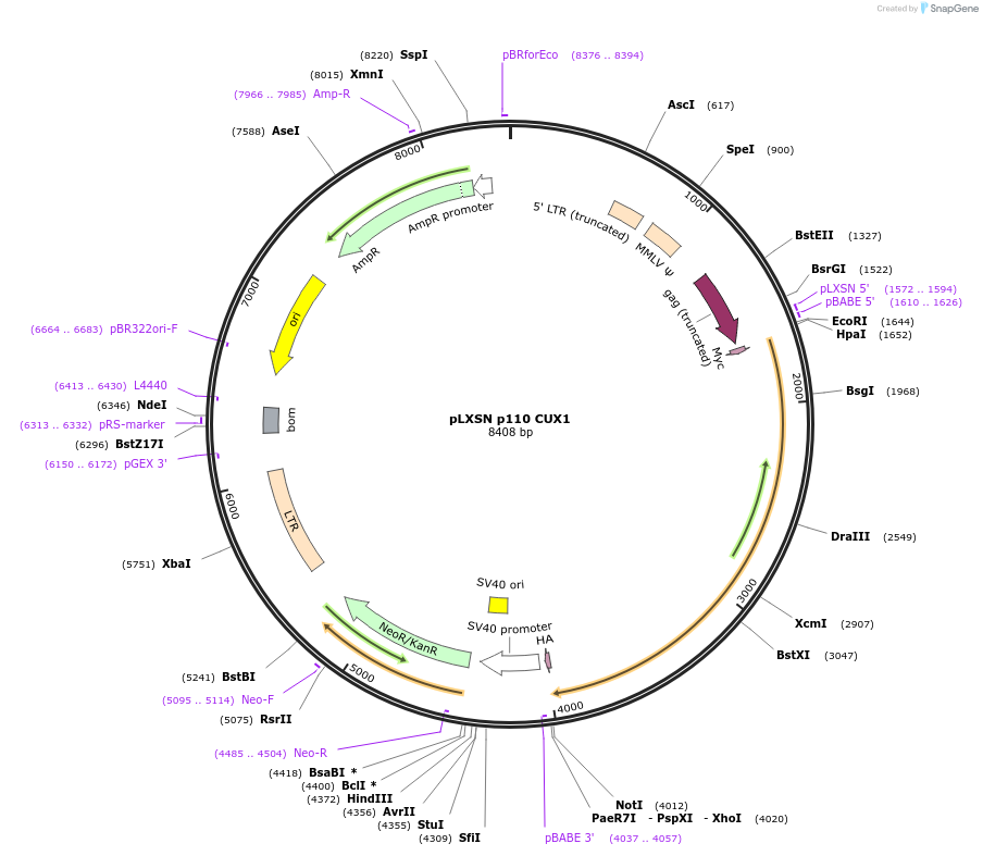 90471-plasmid-map-sequence-id-205963
