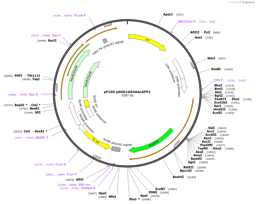 26411-plasmid-map-sequence-id-205964