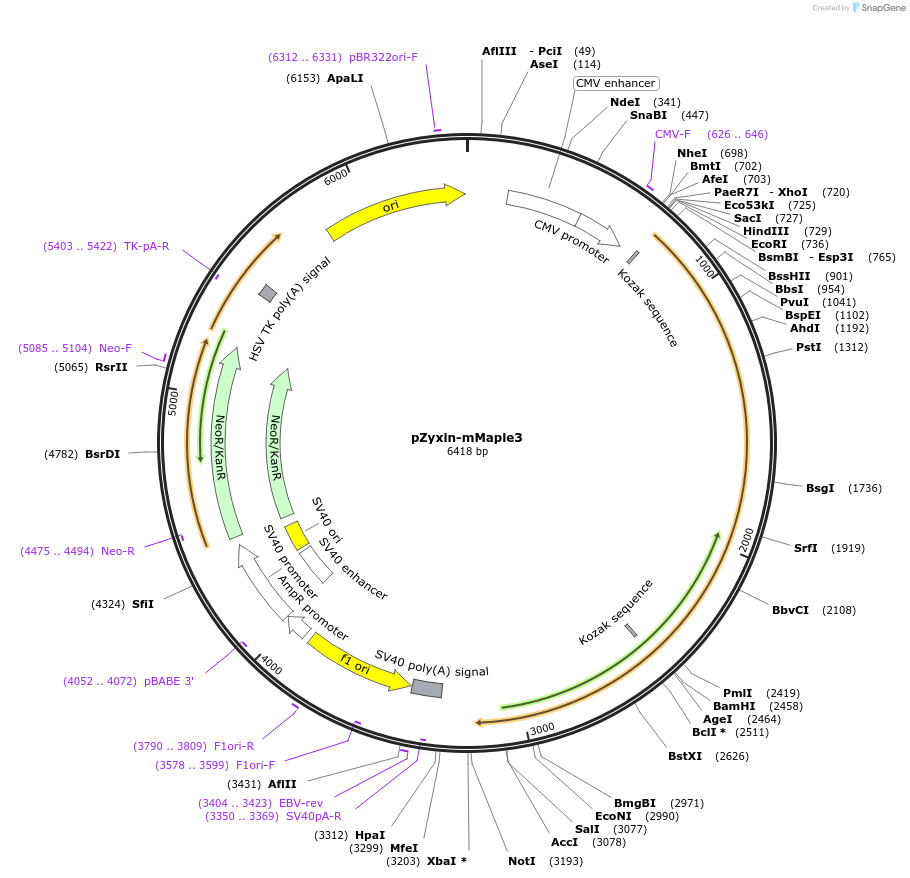 101151-plasmid-map-sequence-id-205969