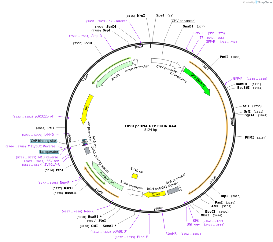 9023-plasmid-map-sequence-id-205977