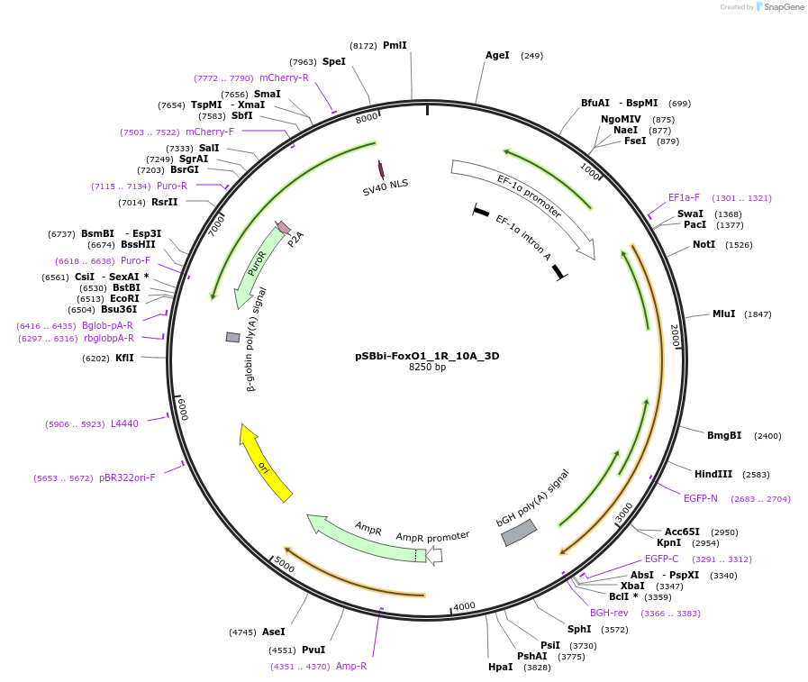 106278-plasmid-map-sequence-id-205984