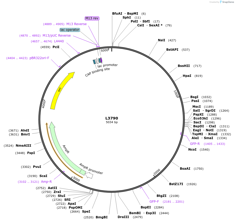 1596-plasmid-map-sequence-id-206