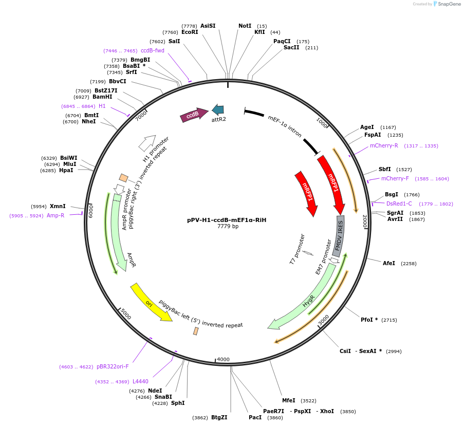 100598-plasmid-map-sequence-id-206009