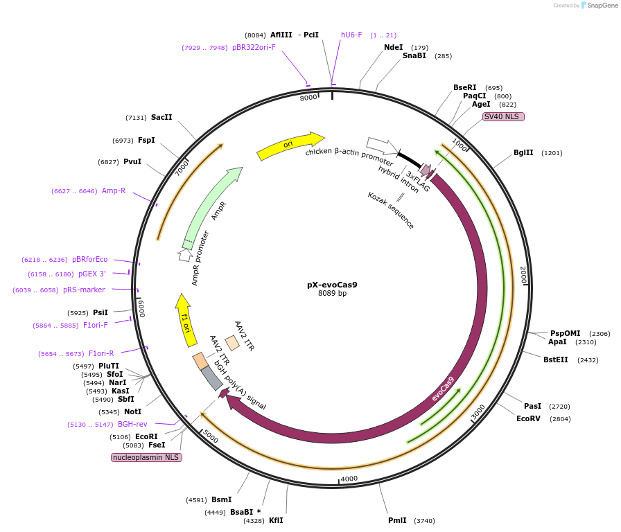 107550-plasmid-map-sequence-id-206015