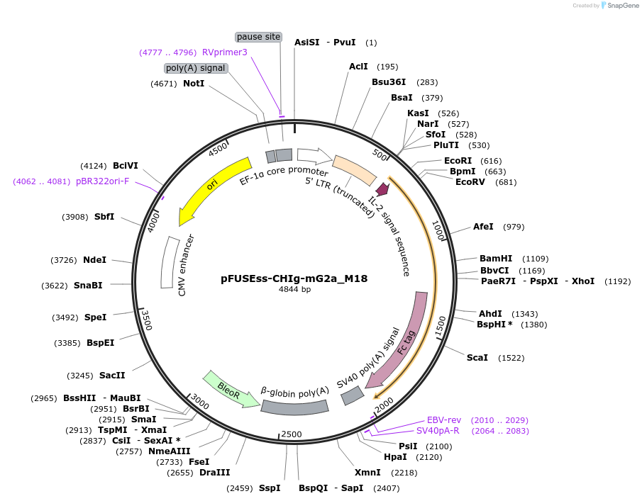 105930-plasmid-map-sequence-id-206036