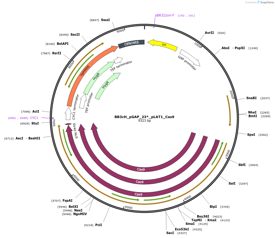 104907-plasmid-map-sequence-id-206042