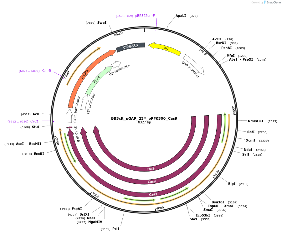 104910-plasmid-map-sequence-id-206061