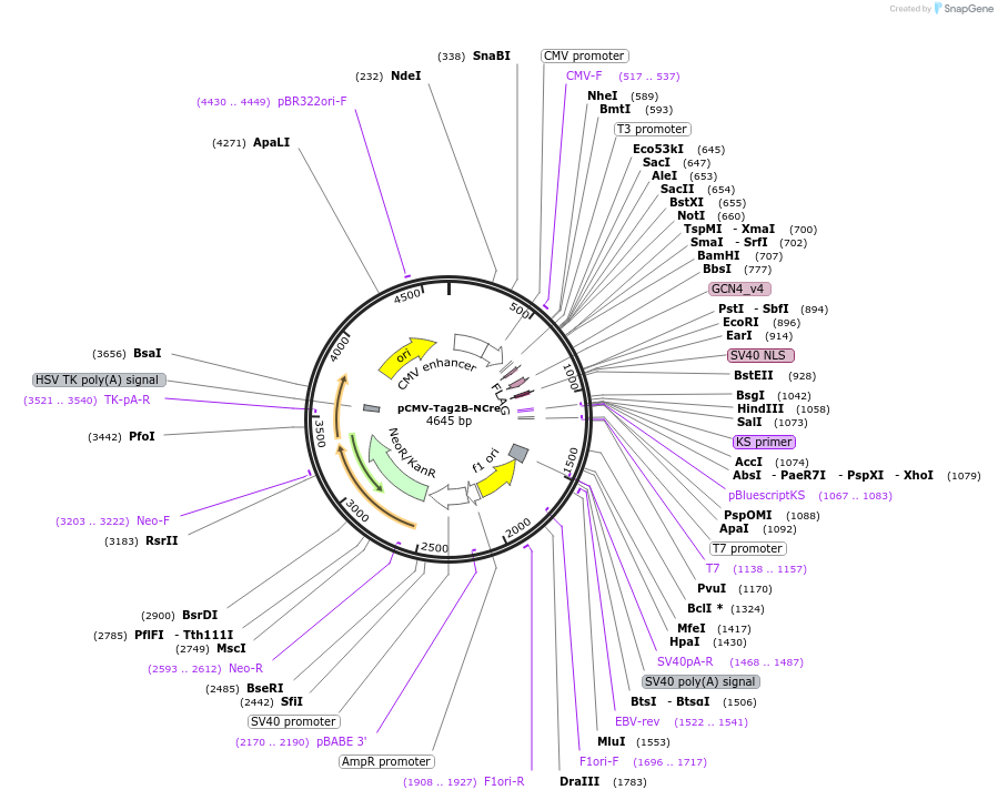 106368-plasmid-map-sequence-id-206064