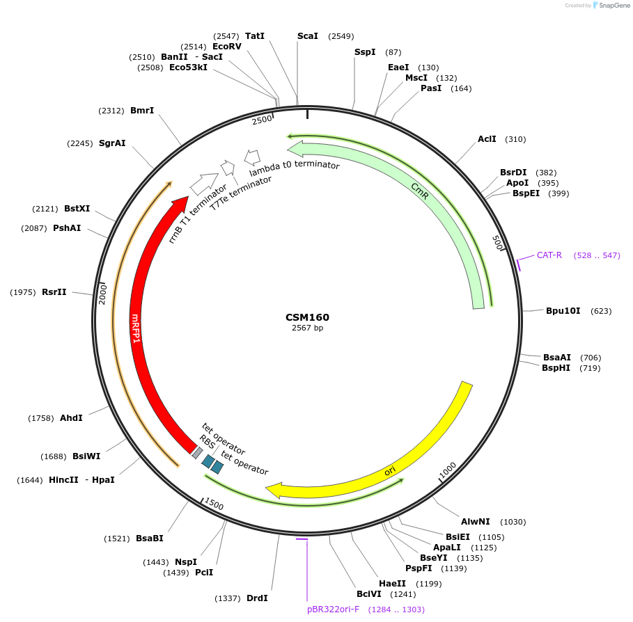 105684-plasmid-map-sequence-id-206074