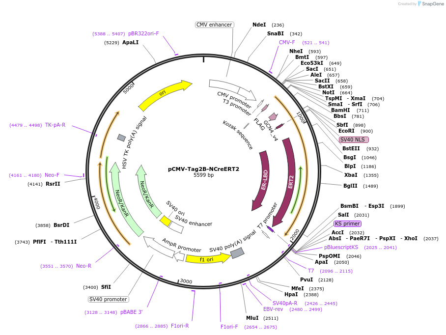 106370-plasmid-map-sequence-id-206082