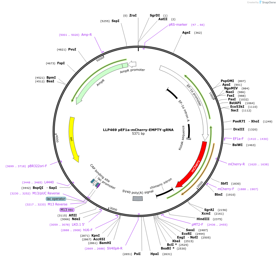 100958-plasmid-map-sequence-id-206096