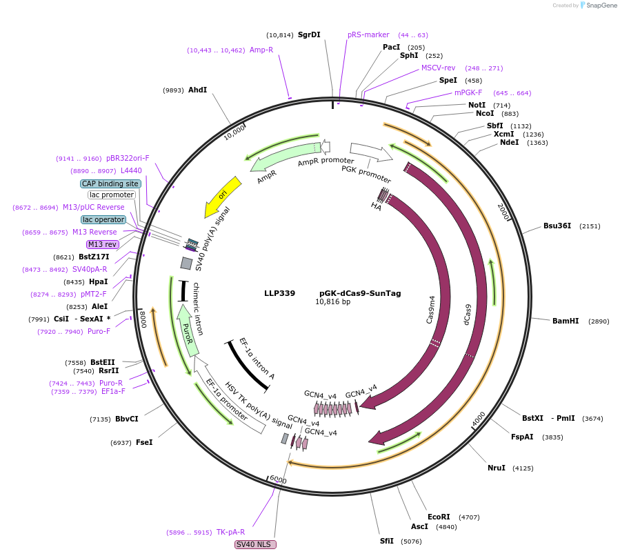 100943-plasmid-map-sequence-id-206113
