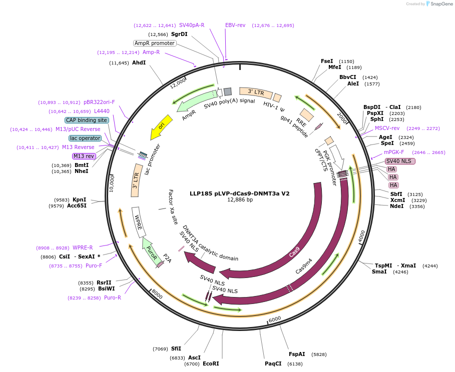 100936-plasmid-map-sequence-id-206124