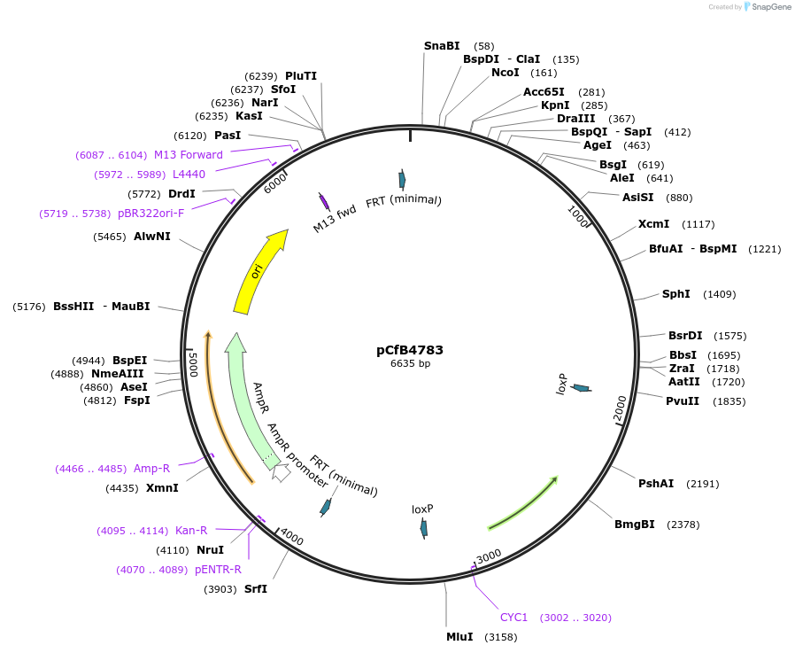 106146-plasmid-map-sequence-id-206129