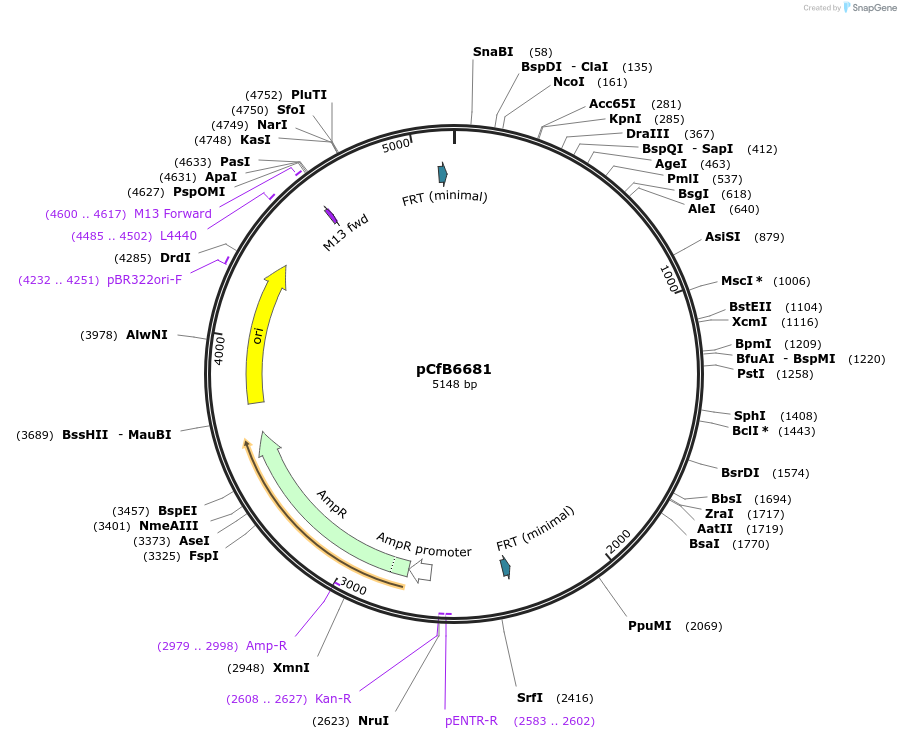 106157-plasmid-map-sequence-id-206132
