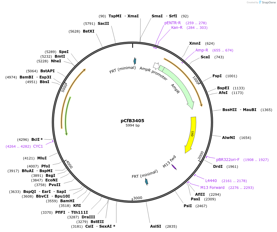 106166-plasmid-map-sequence-id-206142
