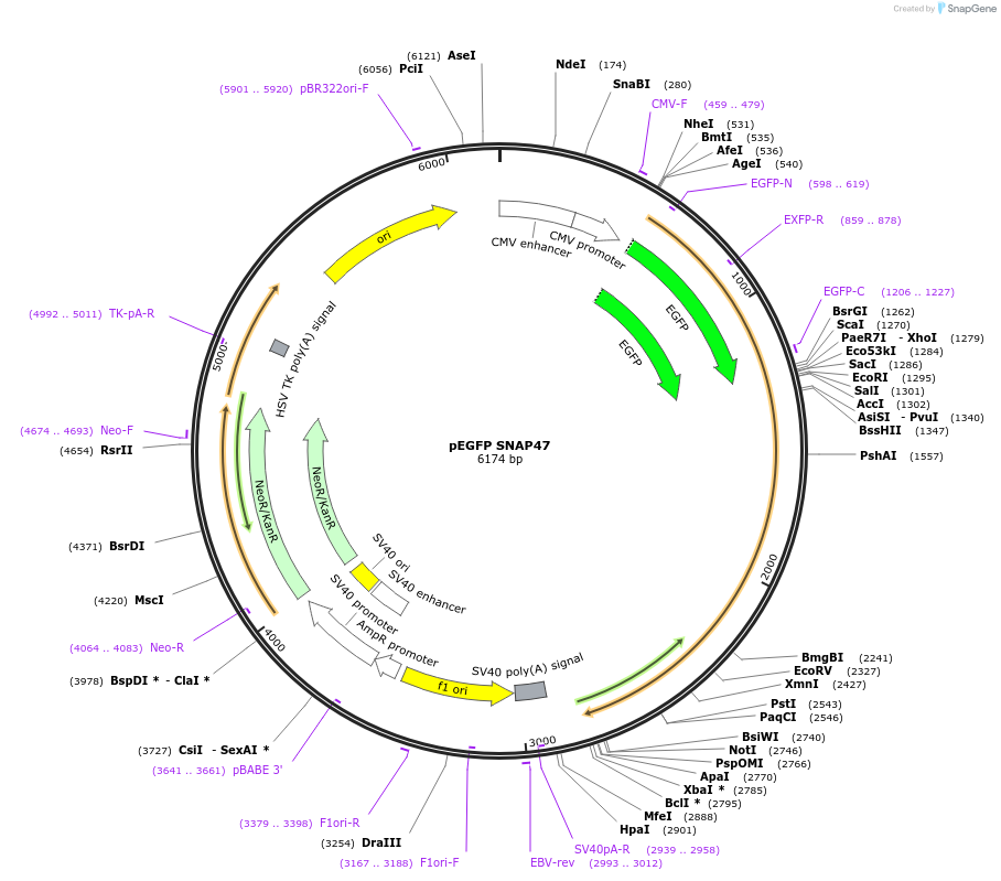 101915-plasmid-map-sequence-id-206171