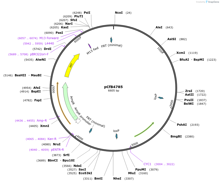 106149-plasmid-map-sequence-id-206179