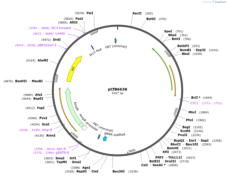 106165-plasmid-map-sequence-id-206180
