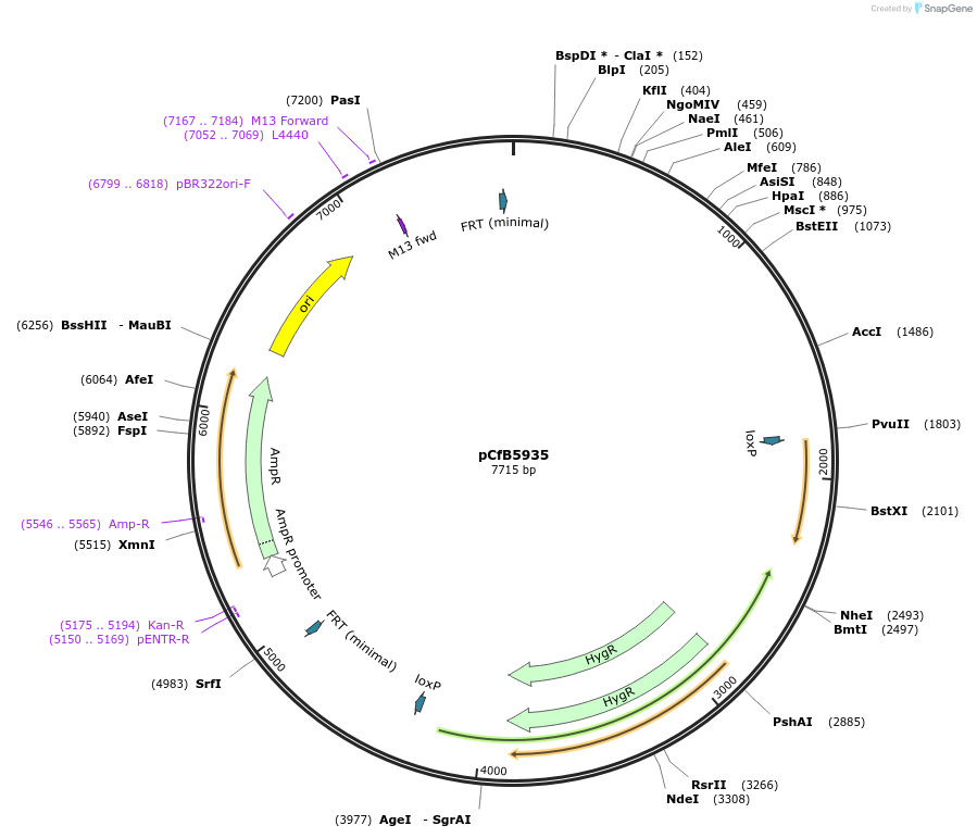 106128-plasmid-map-sequence-id-206184