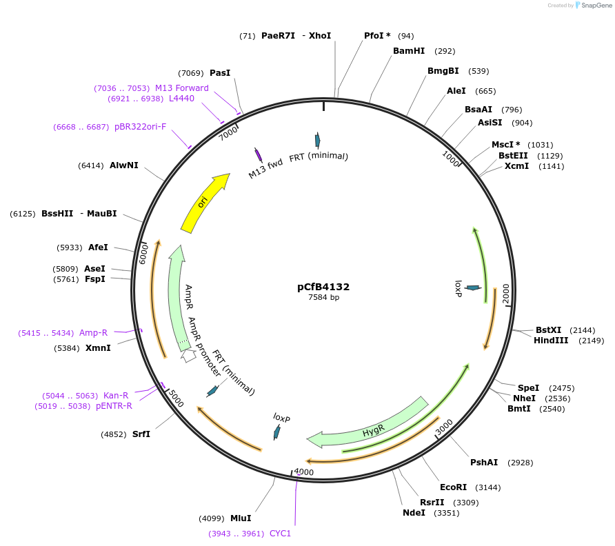 106127-plasmid-map-sequence-id-206185