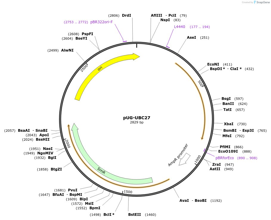 104692-plasmid-map-sequence-id-206190