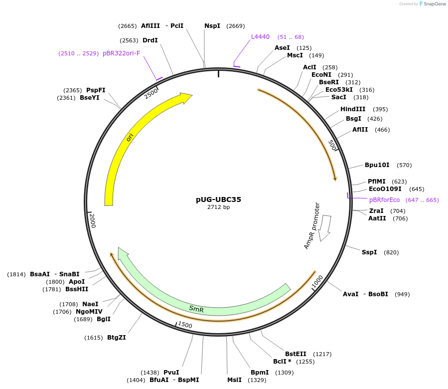 104700-plasmid-map-sequence-id-206201