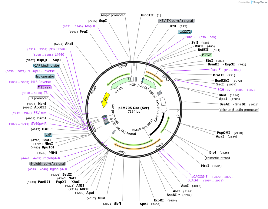 109353-plasmid-map-sequence-id-206202