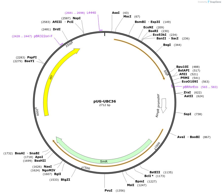 104701-plasmid-map-sequence-id-206203