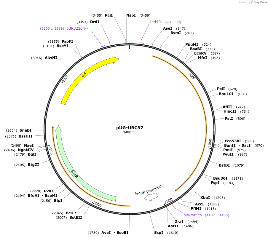 206204_map
