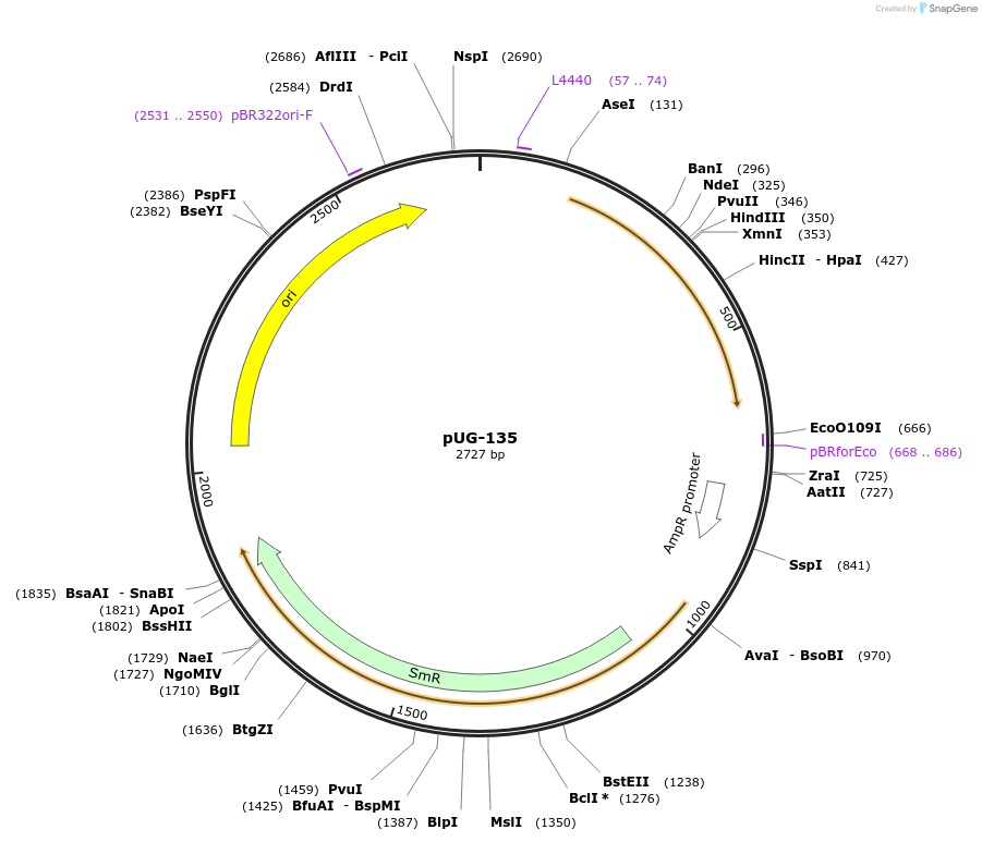 104703-plasmid-map-sequence-id-206205