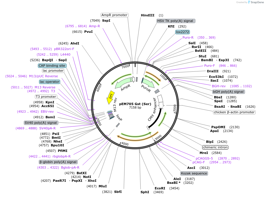 109354-plasmid-map-sequence-id-206206